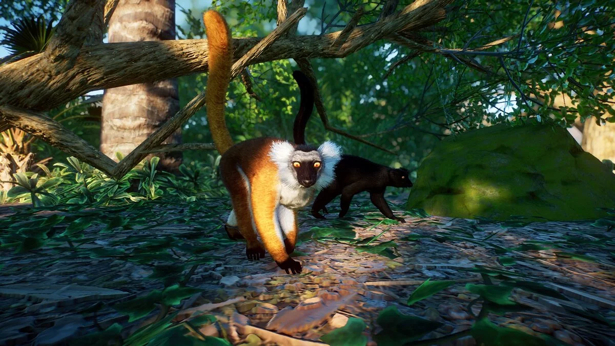 Planet Zoo — Black lemur - a new species