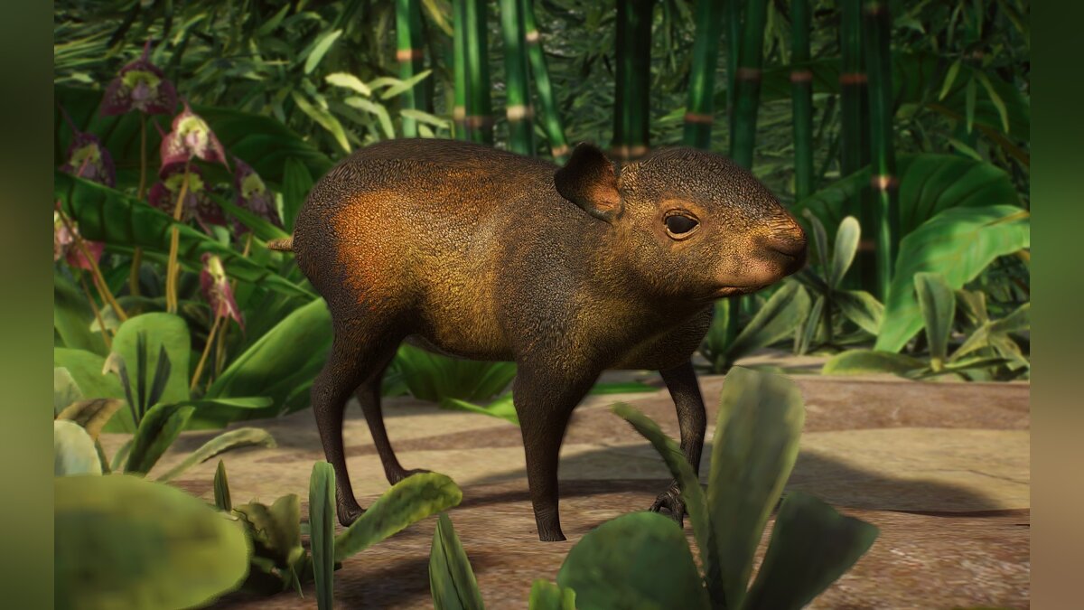 Planet Zoo — New species - black-rumped agouti