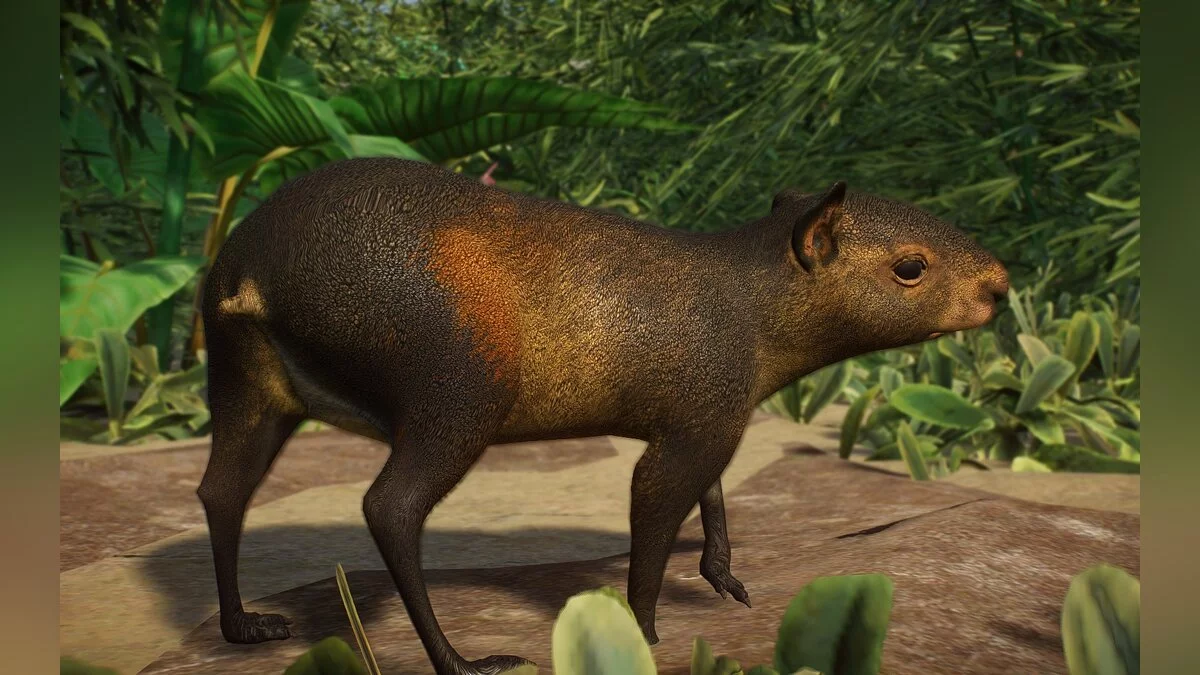 Planet Zoo — Нові види - чорнопоперековий агуті