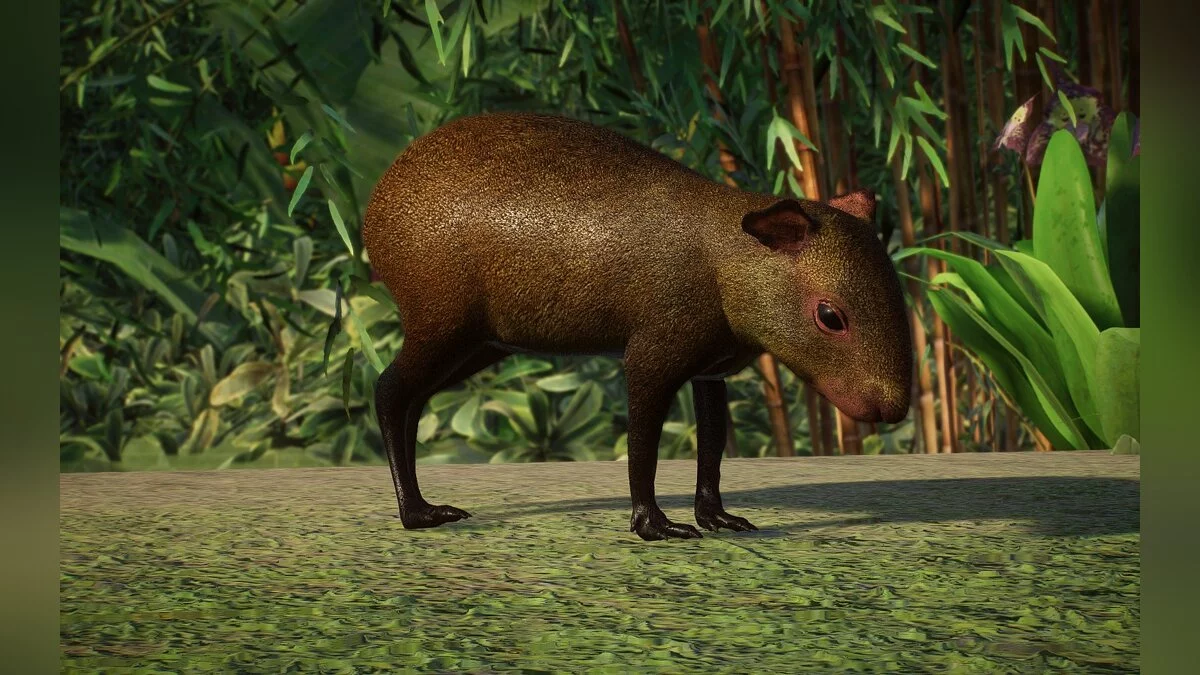 Planet Zoo — Nueva especie - Agutí de la isla Ruatan