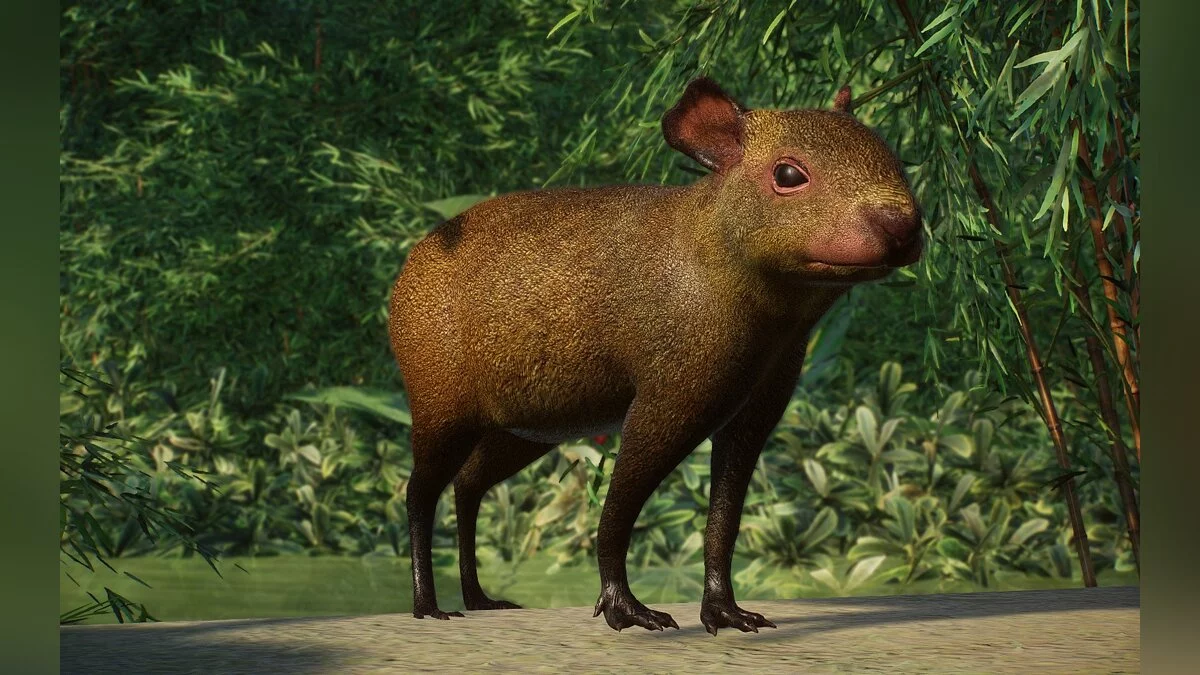 Planet Zoo — Нові види - агуті острова Руатан