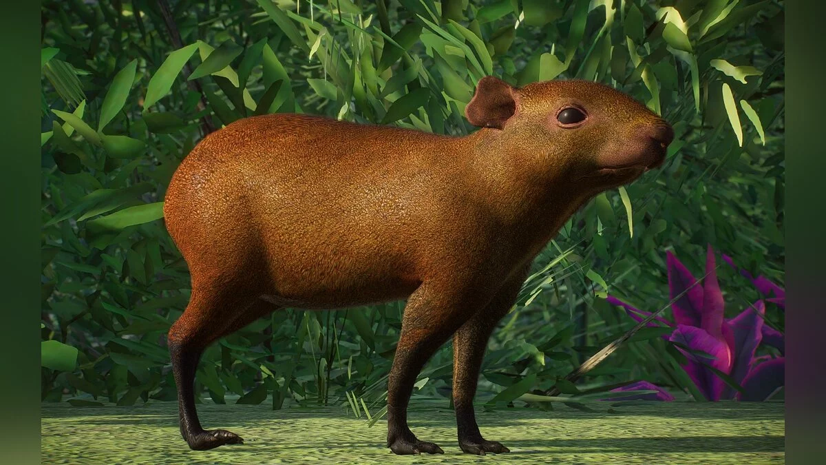 Planet Zoo — New species - Orinoco agouti