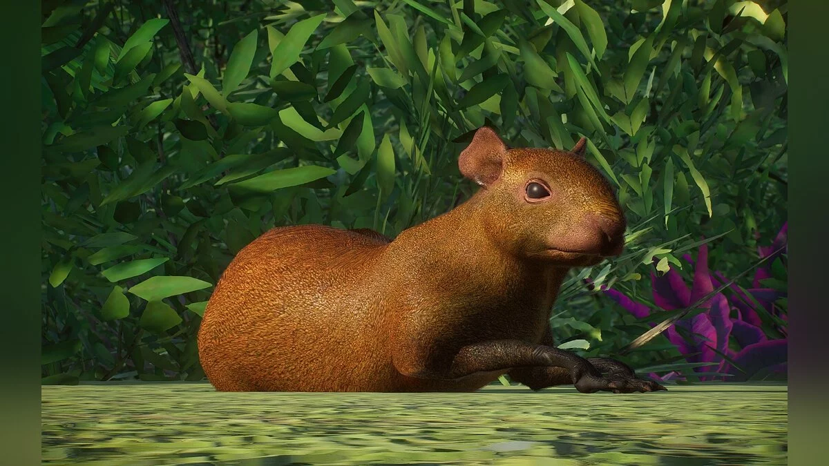 Planet Zoo — Новые виды - ориноко агути