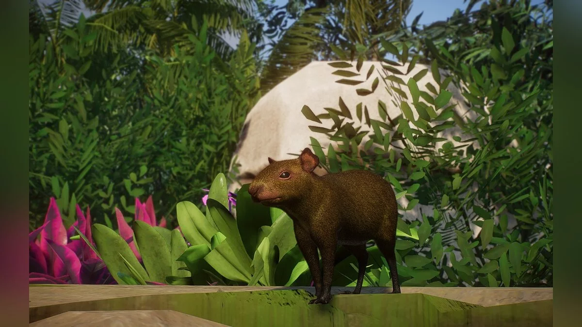 Planet Zoo — New species - Mexican agouti