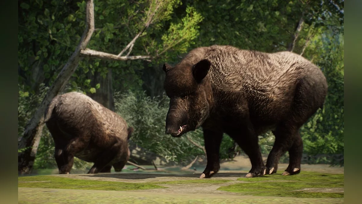 Planet Zoo — New species - Central European wild boar