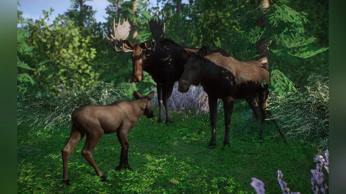 Planet Zoo — New species - Eurasian moose (European moose)