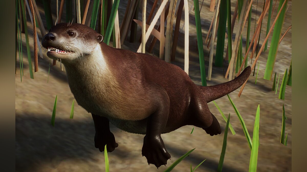 Planet Zoo — New species - Eurasian otter