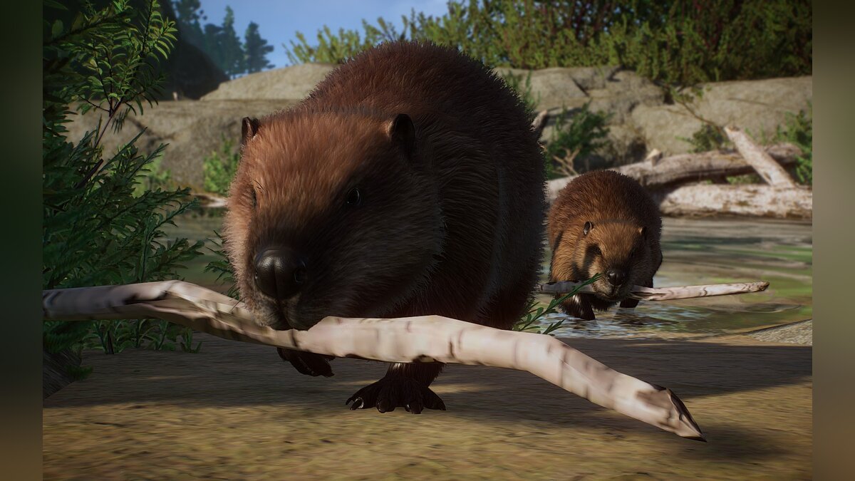 Planet Zoo — New species – Eurasian beaver