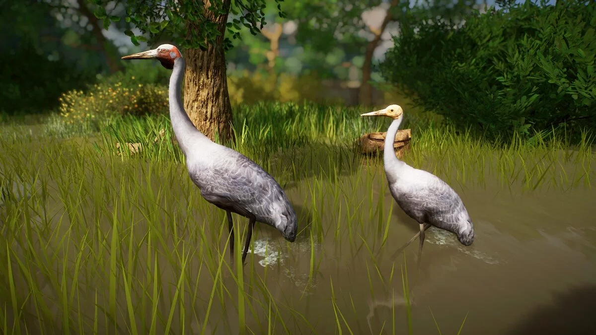 Planet Zoo — Brolga - nueva especie