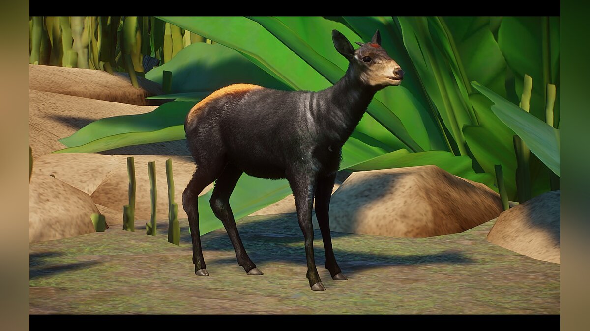 Planet Zoo — New species – yellow-backed duiker