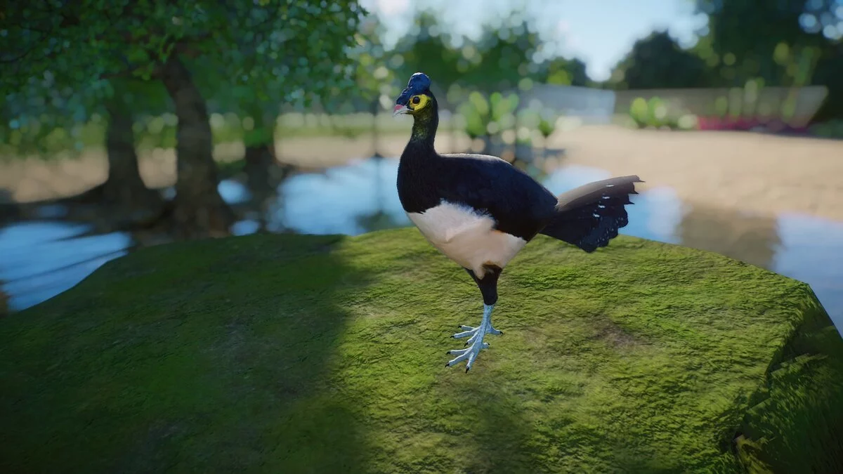 Planet Zoo — Maleo - nueva especie