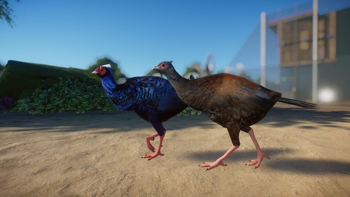 Planet Zoo — Vietnamese pheasant or Edwards pheasant - new species