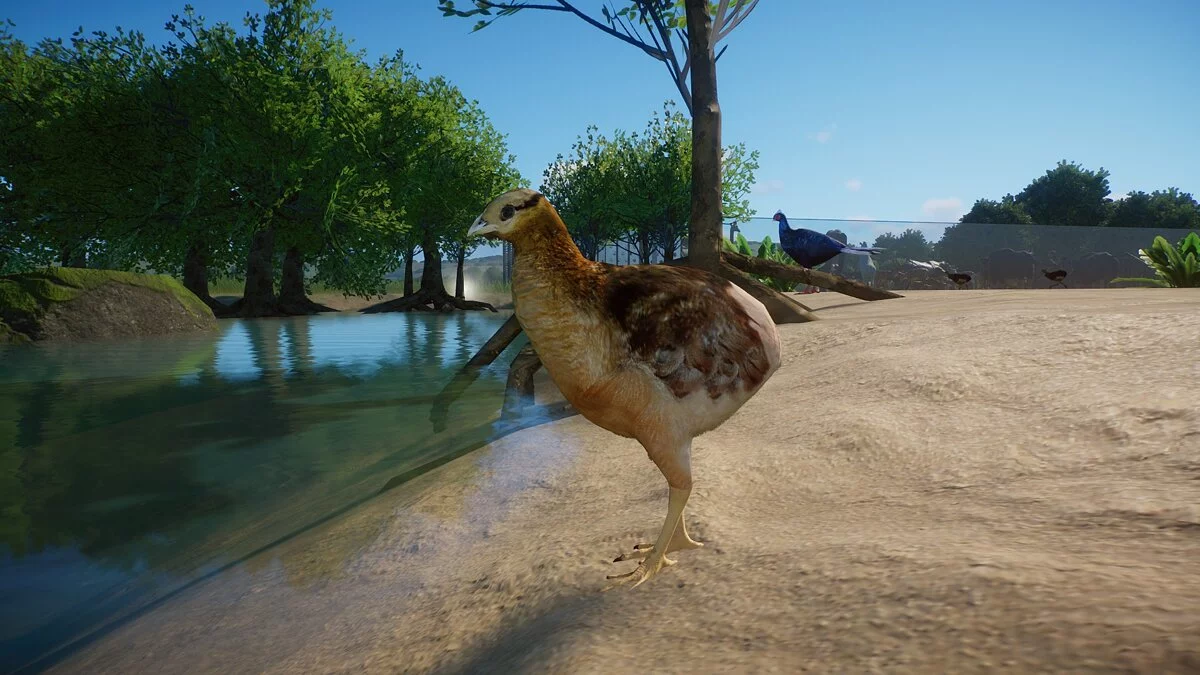 Planet Zoo — В'єтнамський фазан або фазан Едвардса – новий вид