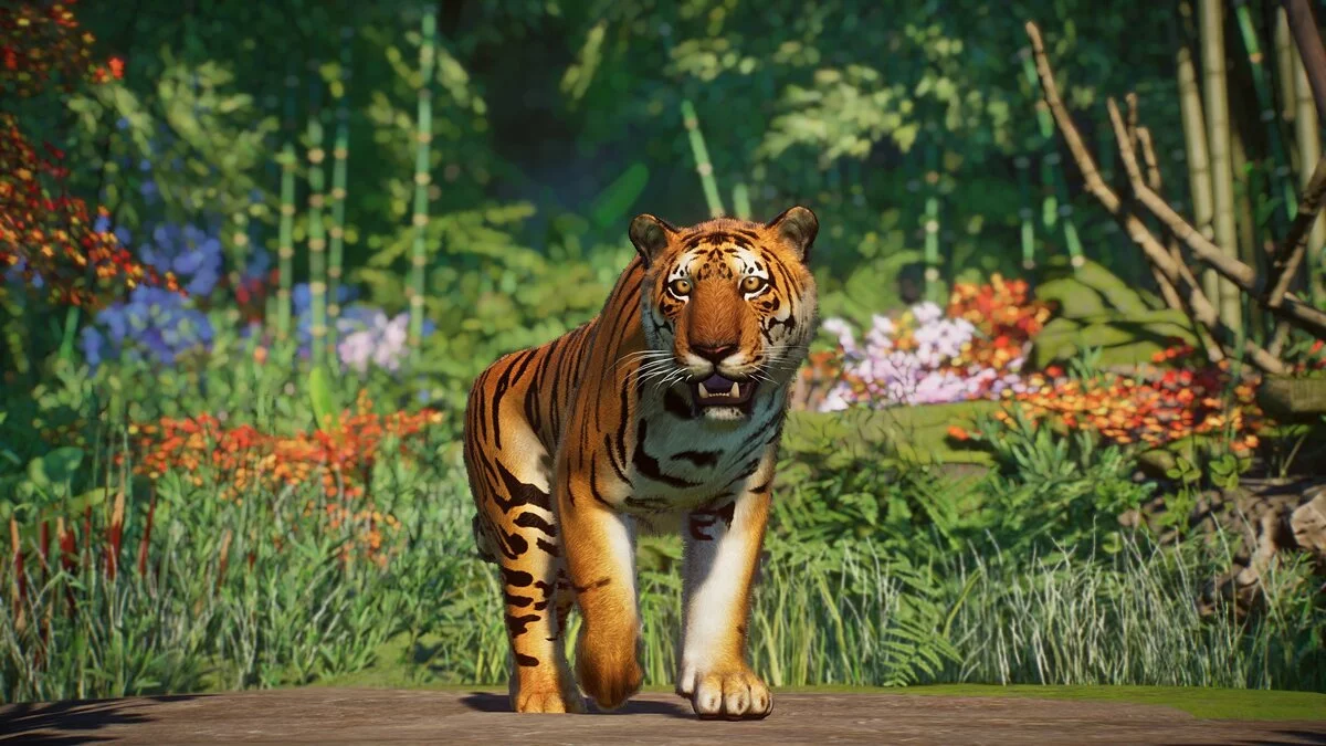 Planet Zoo — South China tiger