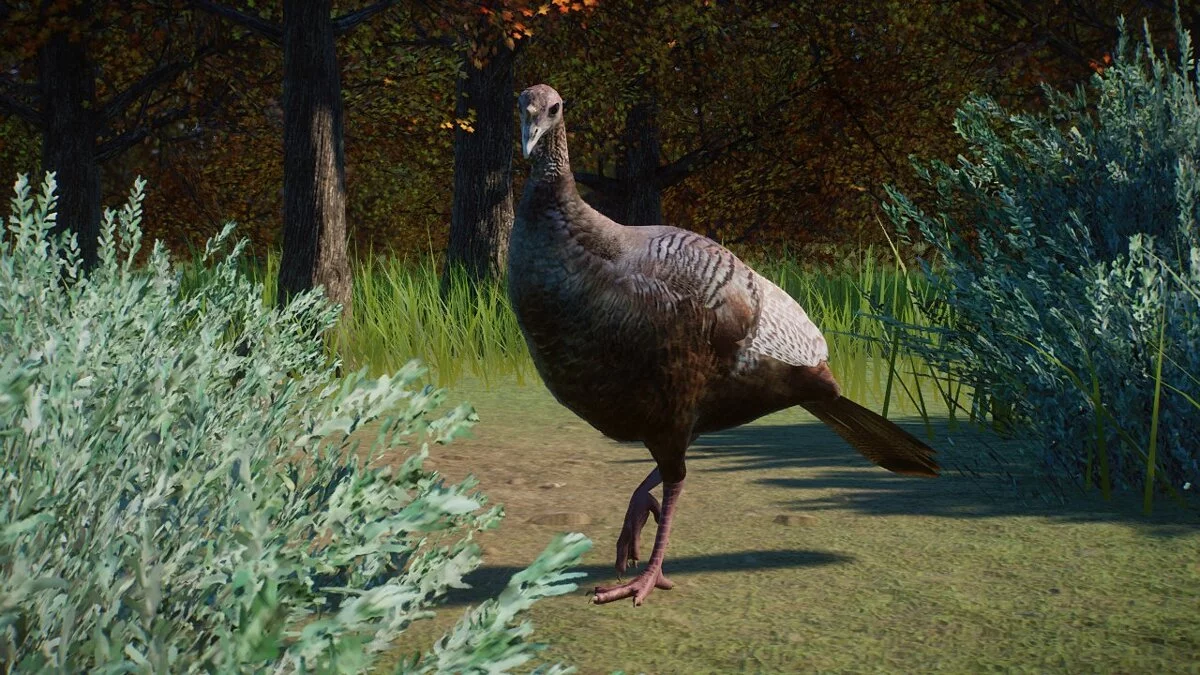 Planet Zoo — Східна дика індичка – нові види