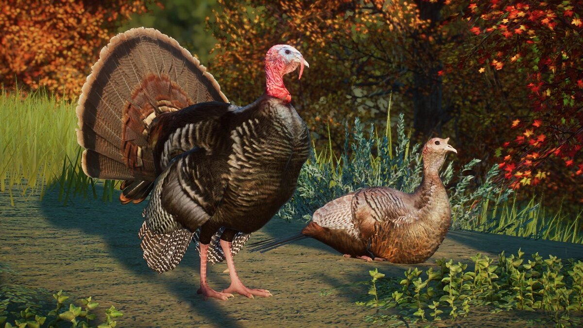 Planet Zoo — Eastern wild turkey - new species