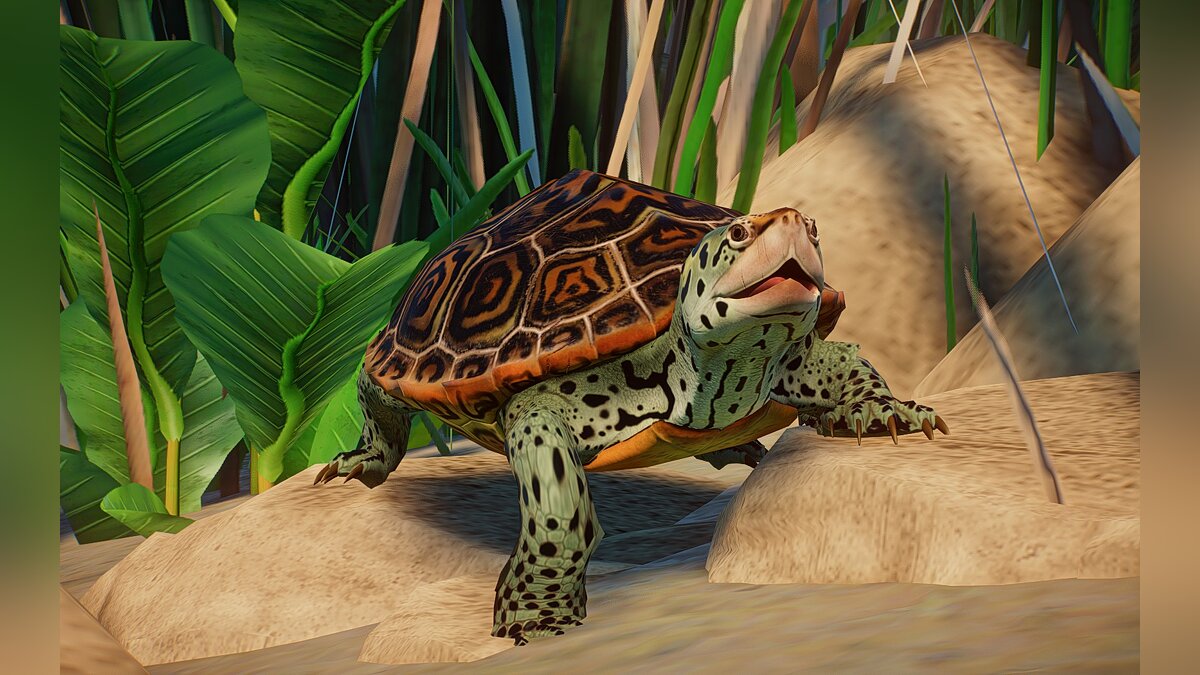 Planet Zoo — New Species - Diamondback Turtle