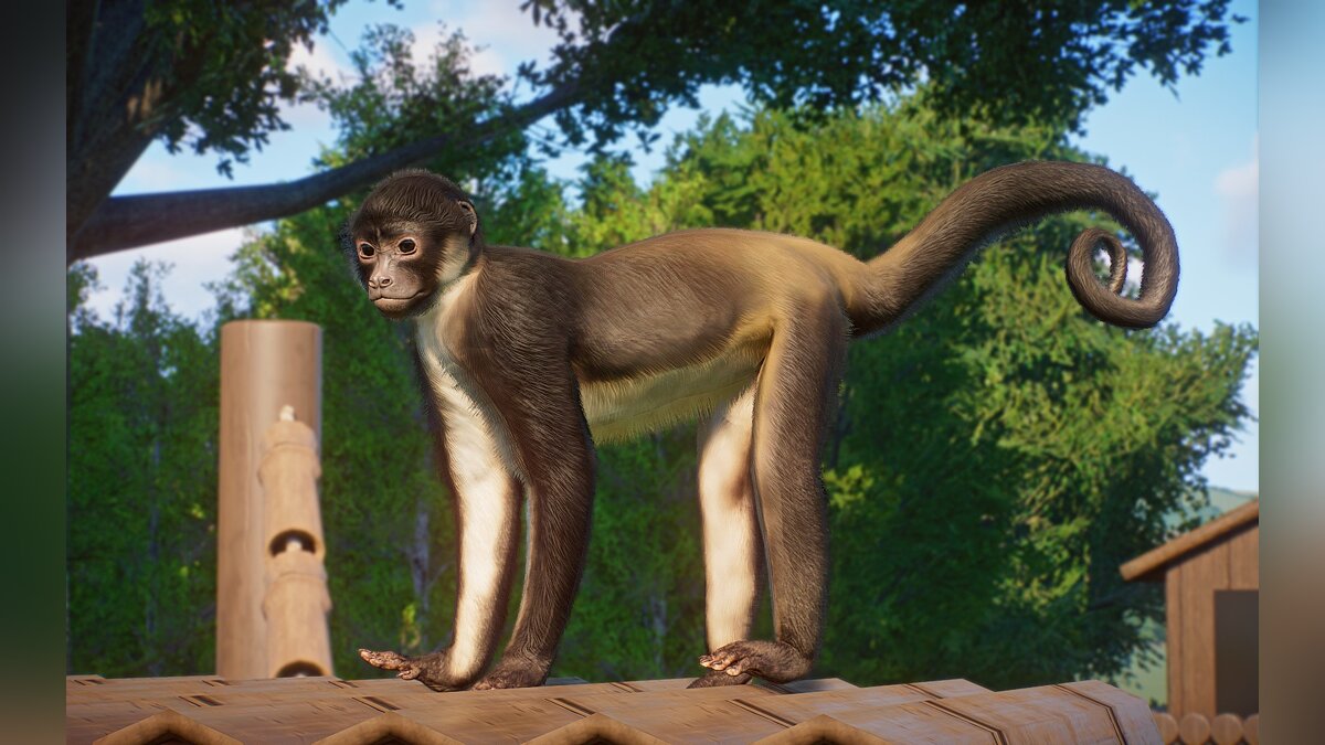 Planet Zoo — New species - Yucatan spider monkey