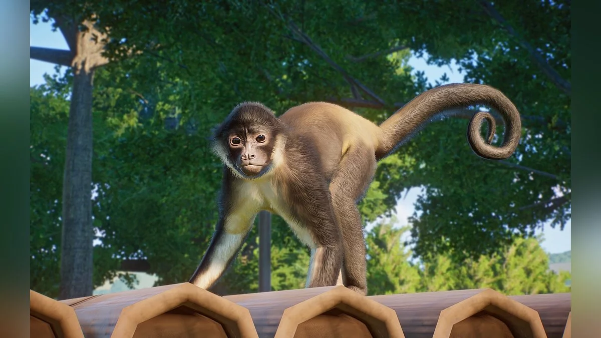 Planet Zoo — Нові види - юкатанська павукова мавпа