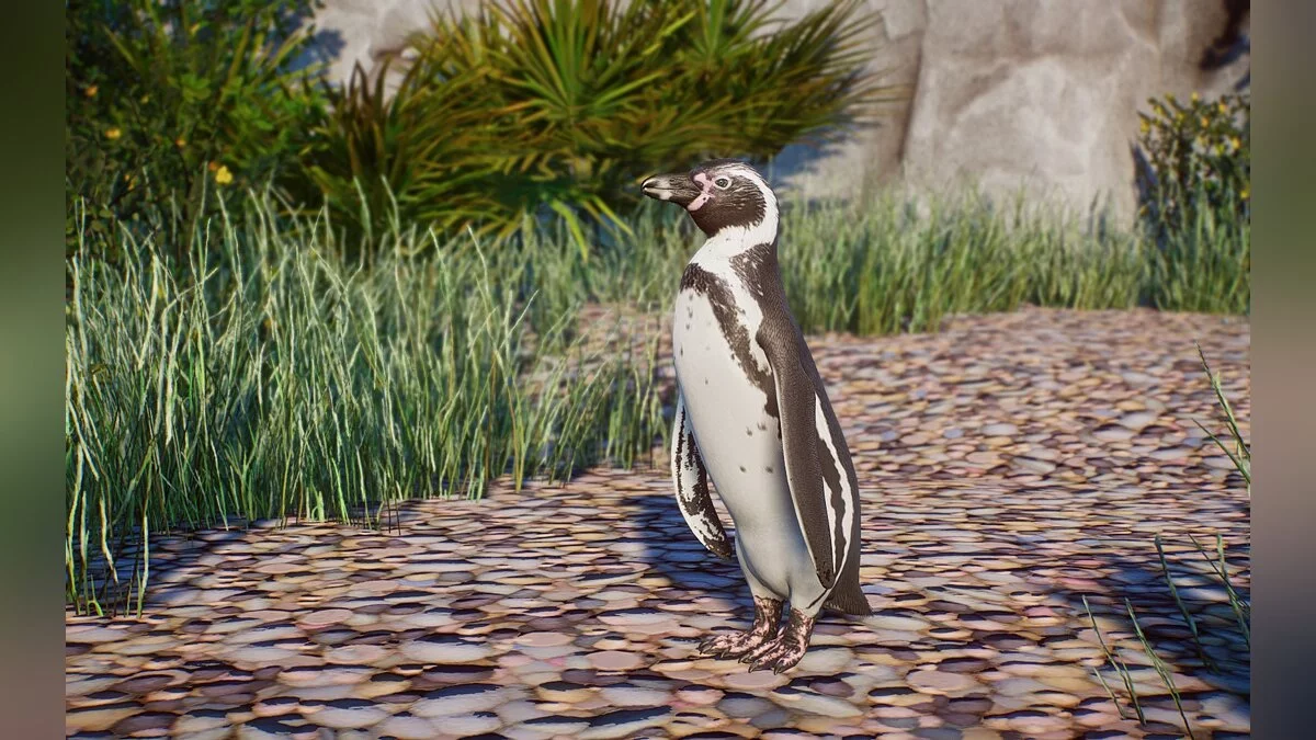 Planet Zoo — Нові види - пінгвін Гумбольдта