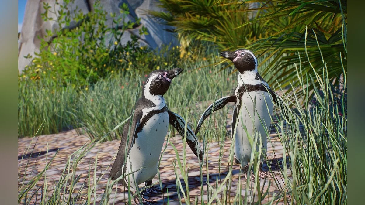 Planet Zoo — Nueva especie: pingüino de Humboldt