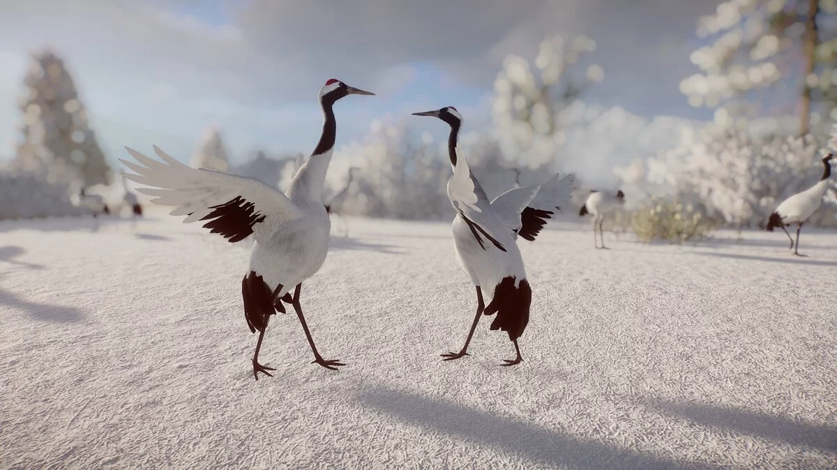 Planet Zoo — Great crane - new species