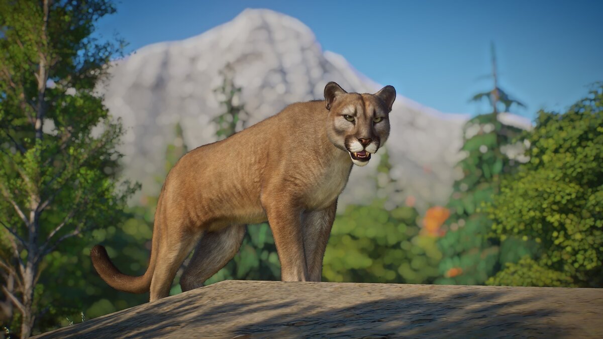 Planet Zoo — The realistic cougar