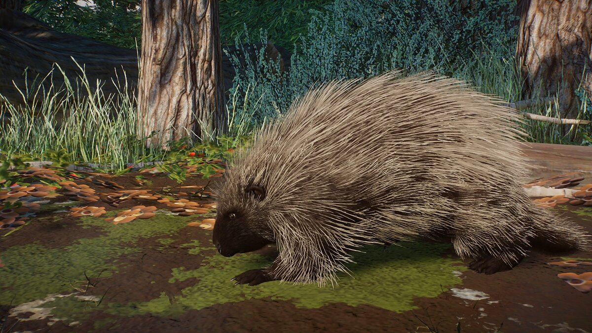 Planet Zoo — North American porcupine