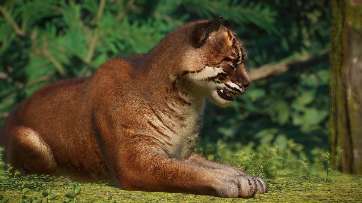 Planet Zoo — New species - Asian golden cat