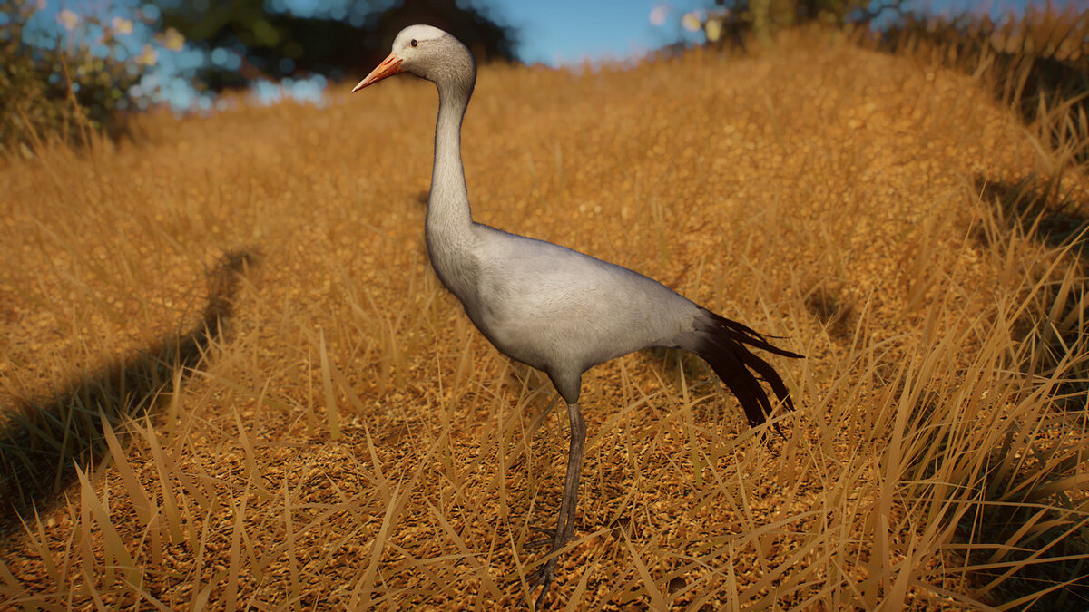 Planet Zoo — Blue crane - new species