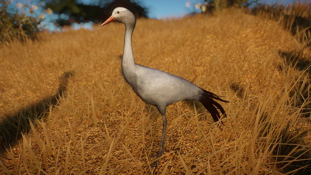 Planet Zoo — Grulla azul - nueva especie