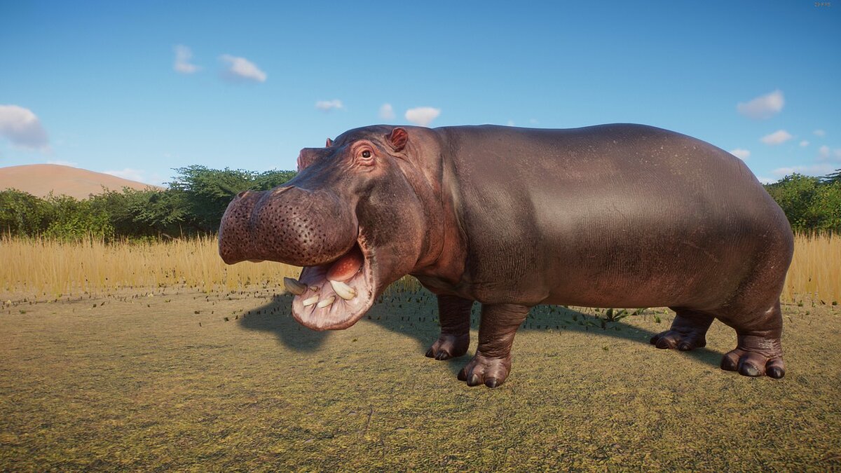 Planet Zoo — Realistic hippopotamus