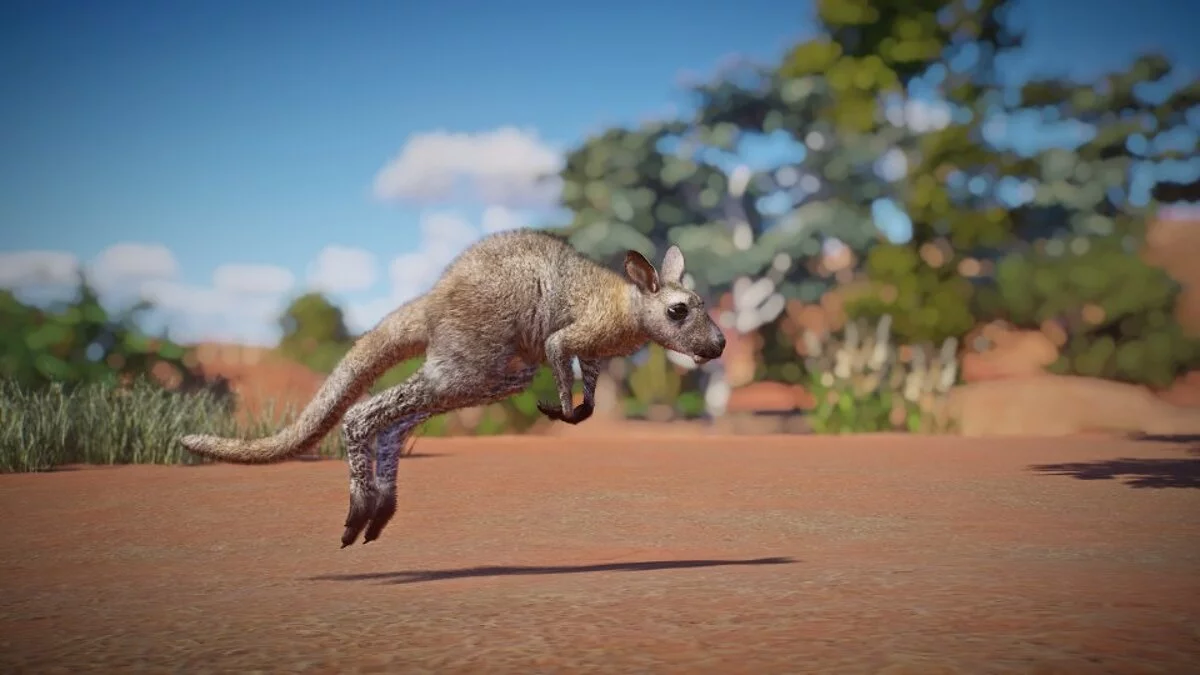 Planet Zoo — Красношейный валлаби (новый вид)