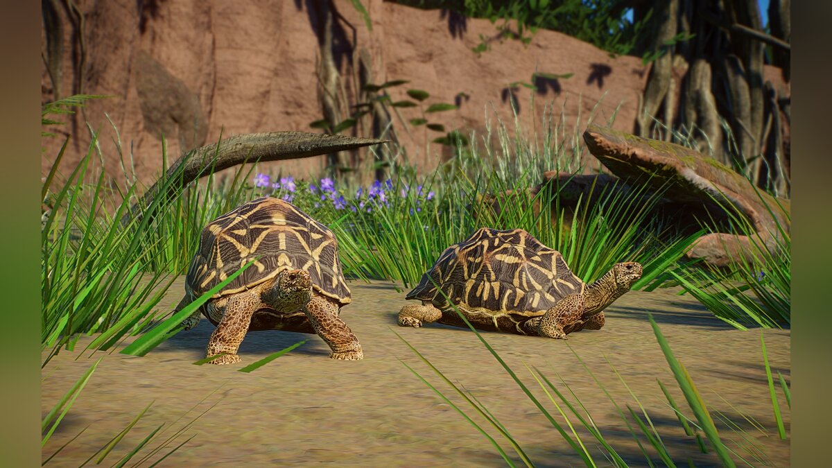 Planet Zoo — New species - Indian star tortoise