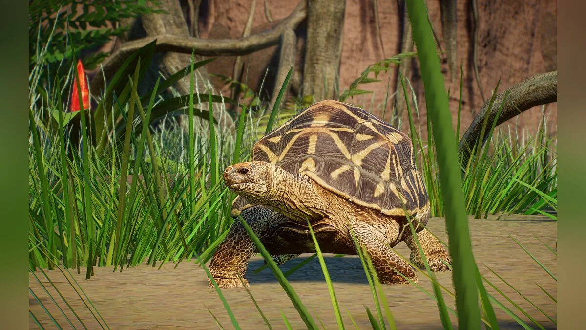 Planet Zoo — Новые виды - индийская звездчатая черепаха