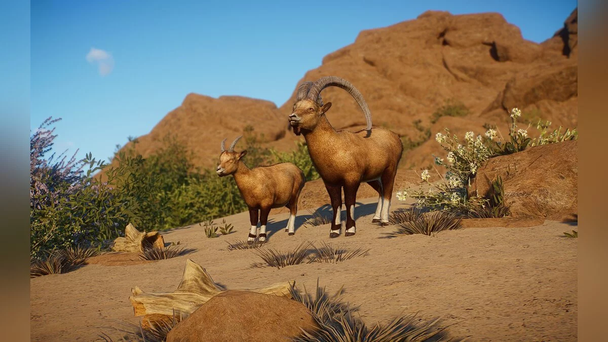 Planet Zoo — Новые виды — нубийский козерог