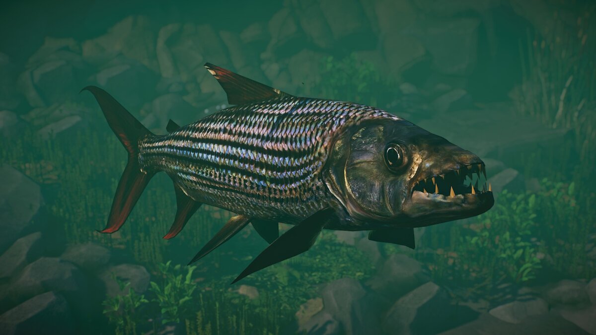 Planet Zoo — New species - African tiger fish