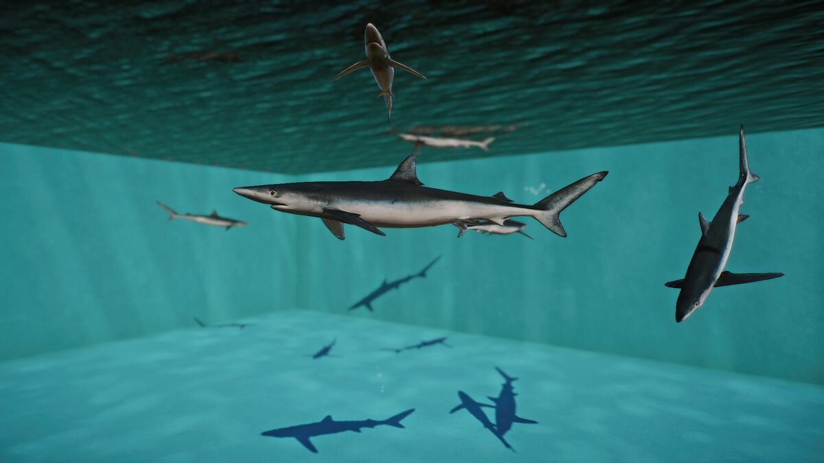 Planet Zoo — New species - blue shark