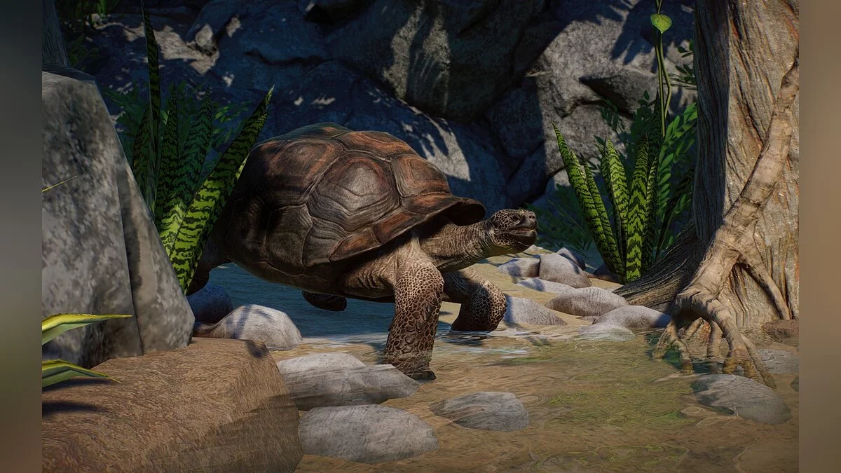 Planet Zoo — Новые виды - Галапагосские черепахи с острова Санта-Крус