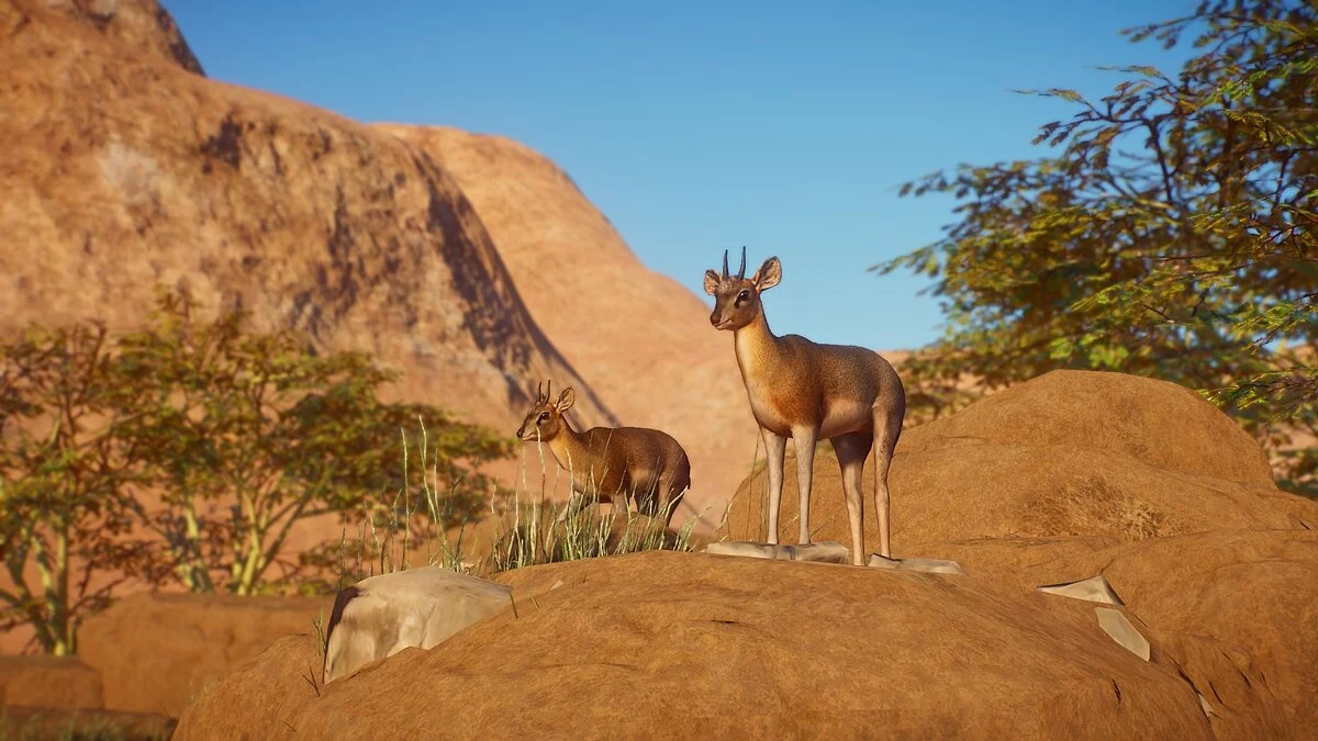 Planet Zoo — Nueva especie - Klipspringer