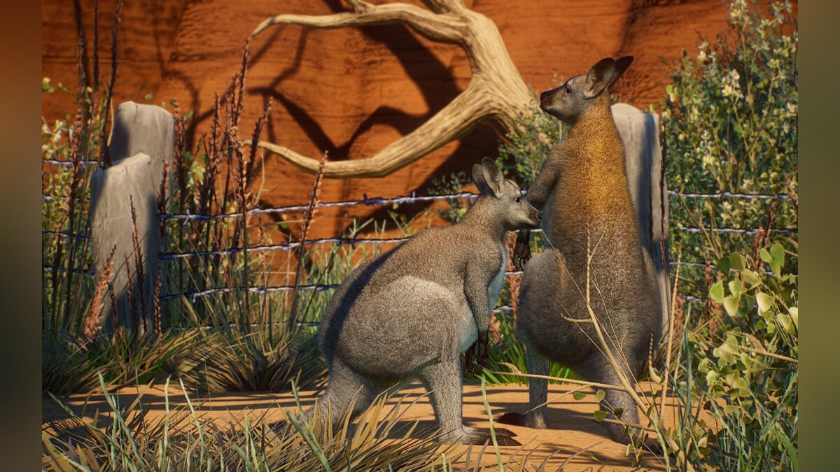 Planet Zoo — New species - Bennett's wallaby