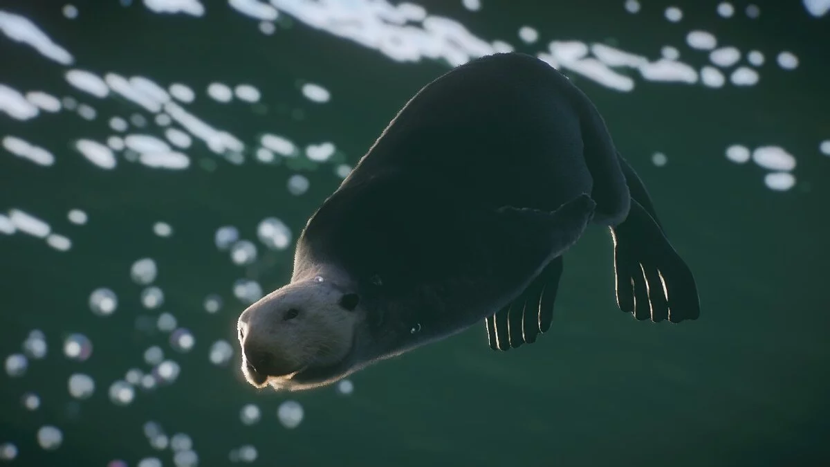 Planet Zoo — Морская выдра - новые виды