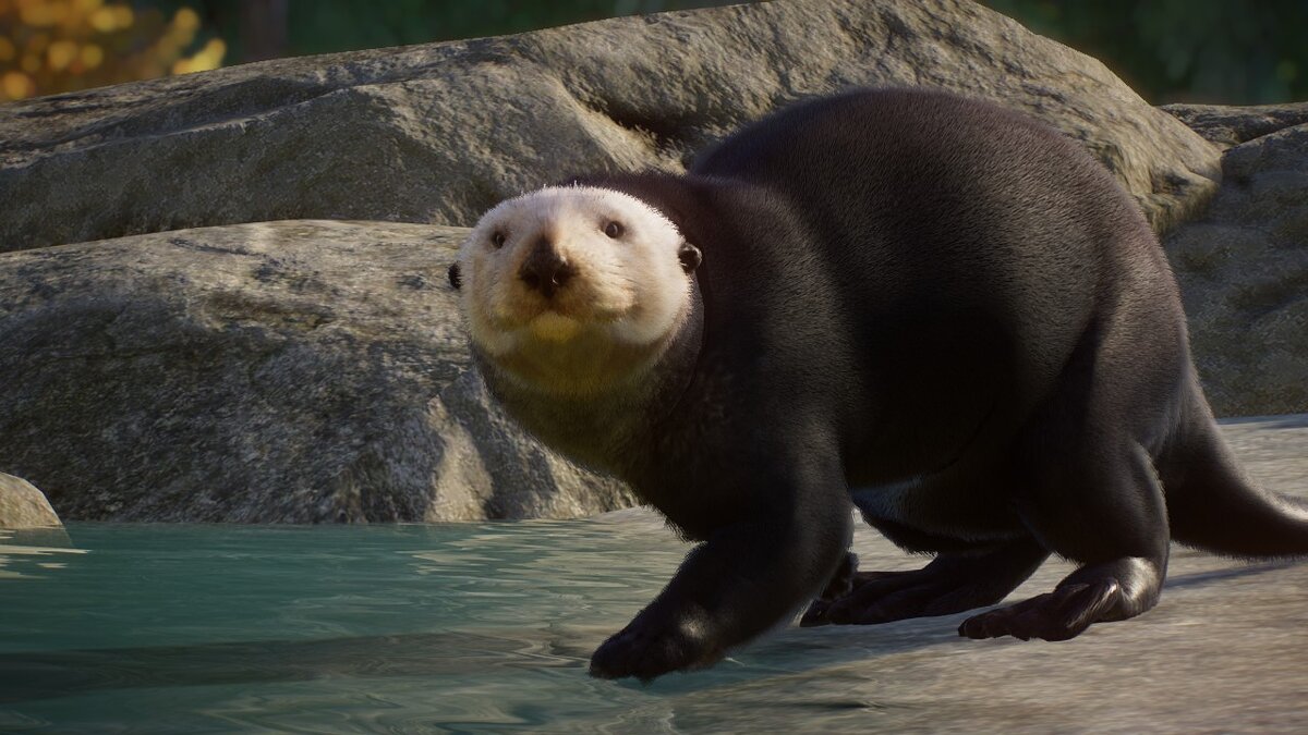 Planet Zoo — Sea otter - new species