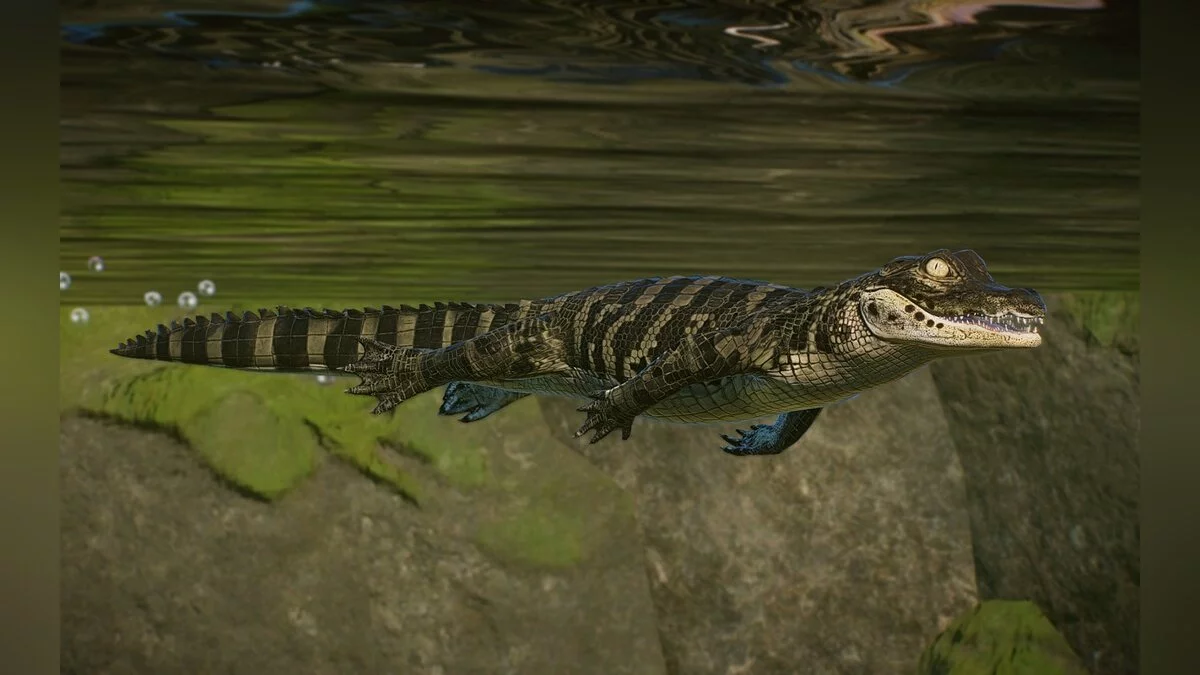 Planet Zoo — Nueva especie: caimán de nariz ancha