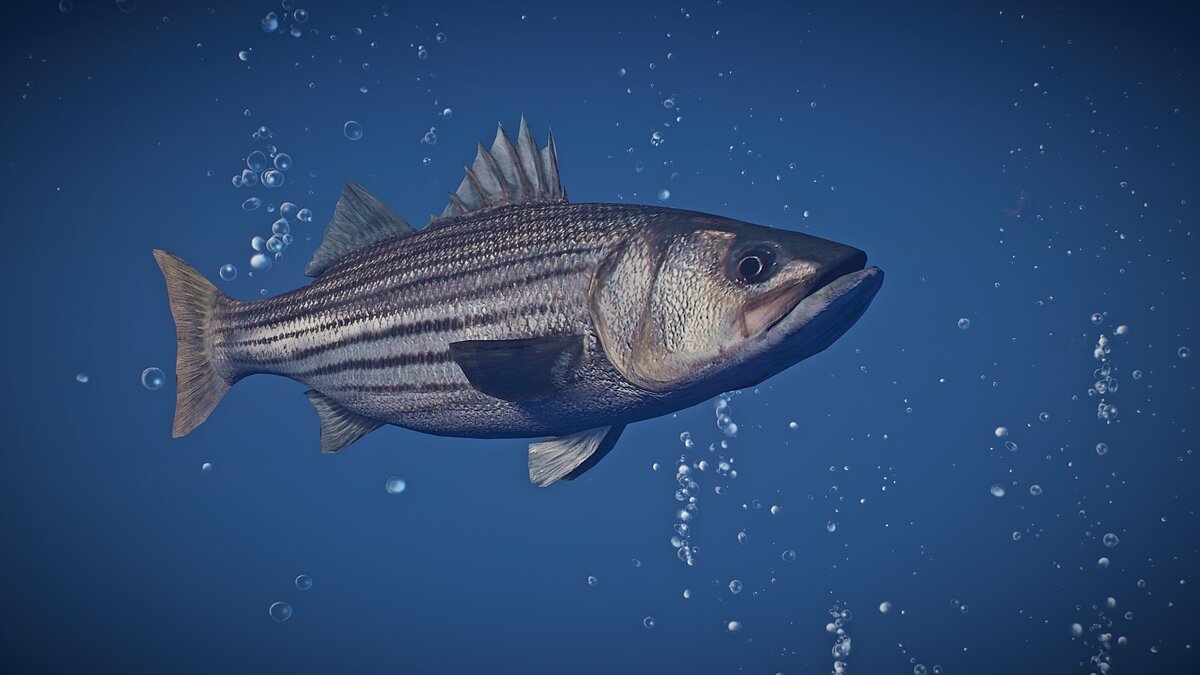 Planet Zoo — New Species - Striped Bass