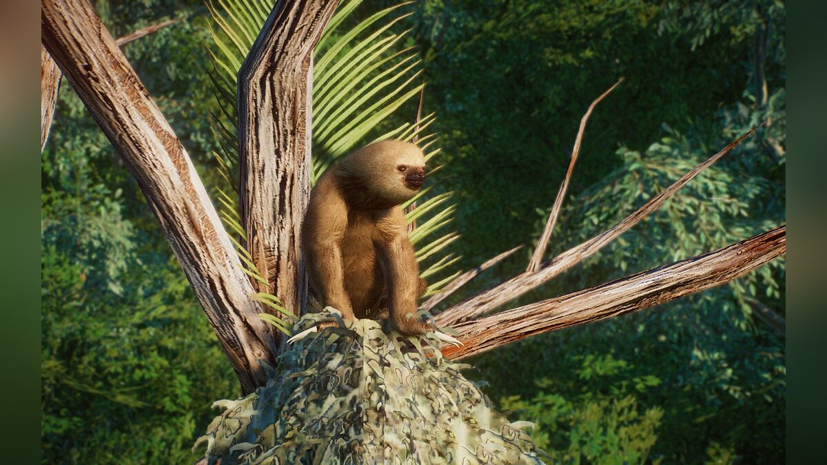 Planet Zoo — New species - Hoffmann's two-toed sloth