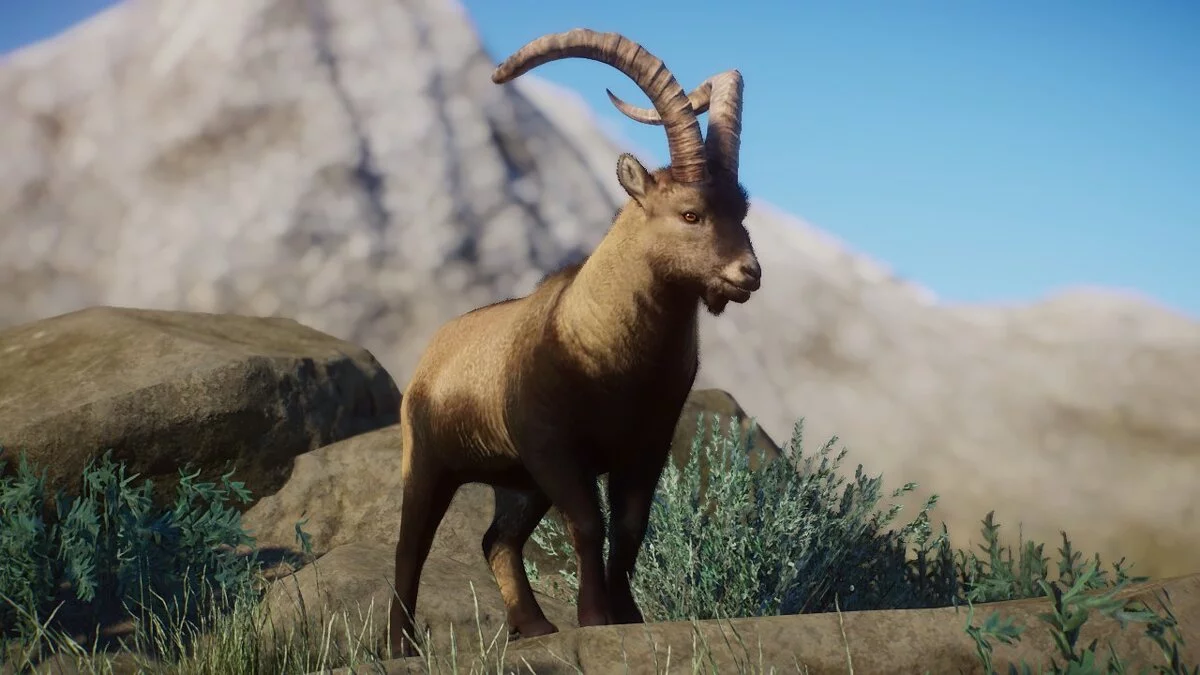 Planet Zoo — Spanish (or Iberian) ibex - a new species