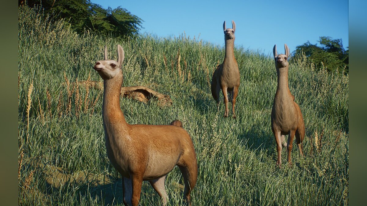 Planet Zoo — New species - guanaco