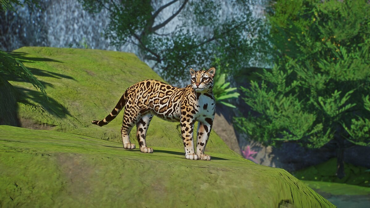 Planet Zoo — Ocelot - a new species