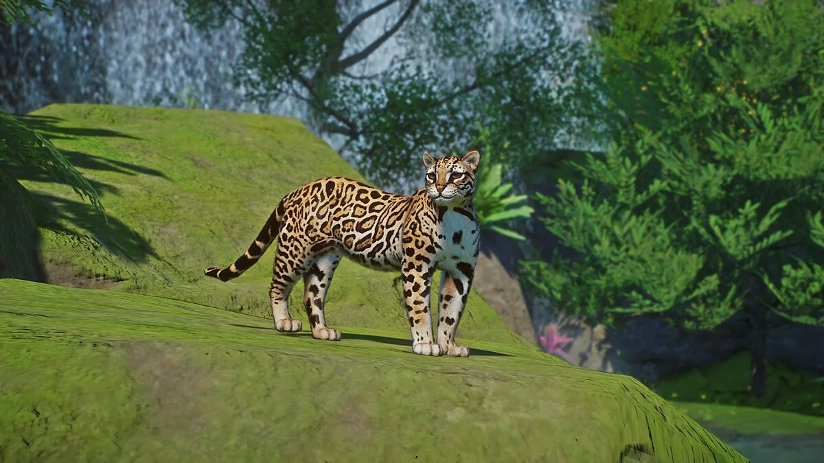 Planet Zoo — Ocelote: una nueva especie